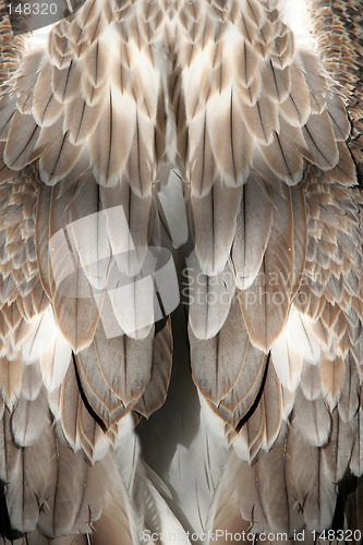 Image of Feather background