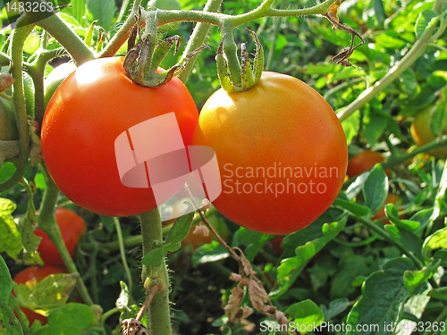 Image of two tomatoes