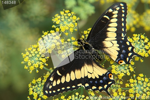 Image of the ecuadorian butterfly sitting on flower