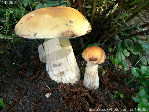 Image of Two Boletus