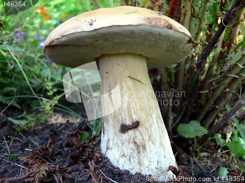 Image of Boletus