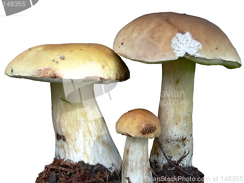 Image of Boletus