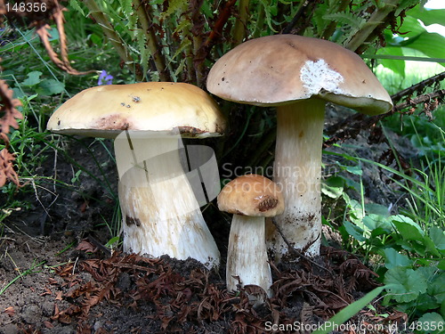 Image of Three Boletus