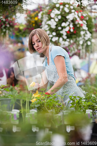 Image of Woman spraying water on plants