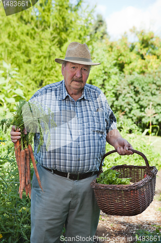 Image of Senior Man with Basket of Vegetables