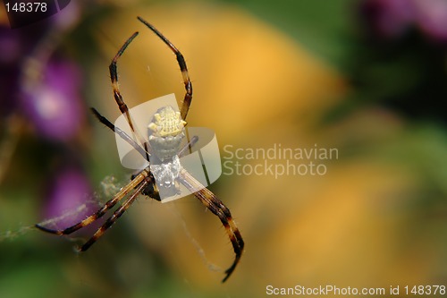 Image of the ecuadorian spider