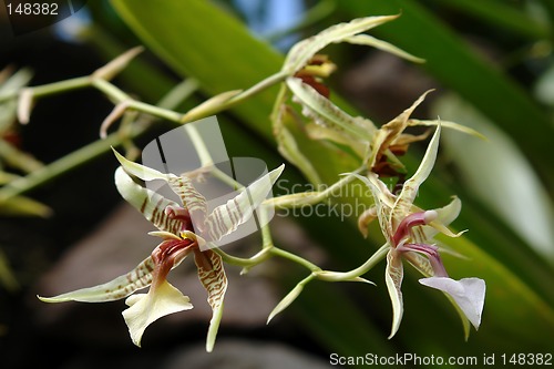 Image of the amazonian orchid