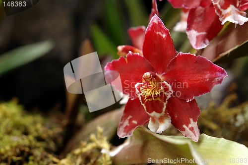 Image of the amazonian orchid