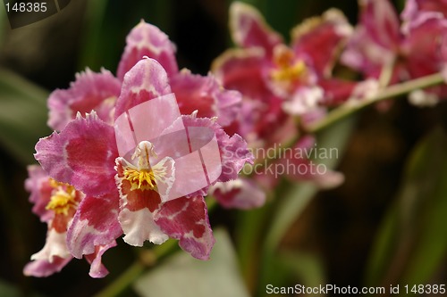 Image of the amazonian orchid