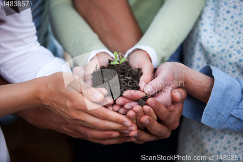 Image of Hands Holding Plant