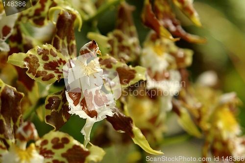 Image of the amazonian orchid