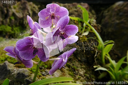 Image of the amazonian orchid