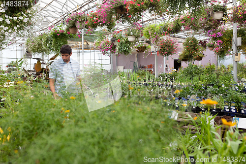 Image of Man walking through the greenhouse