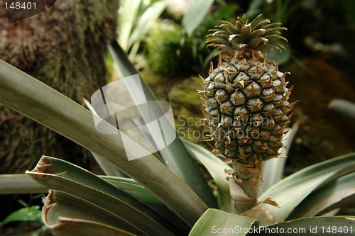 Image of the pineapple