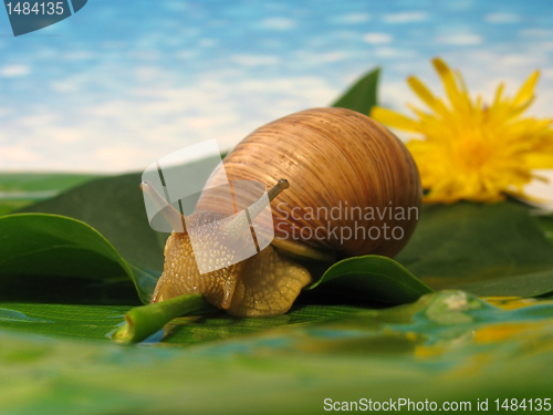 Image of snail on a leaf