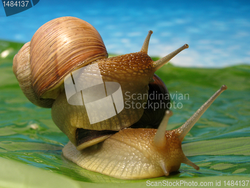 Image of snail climb up another