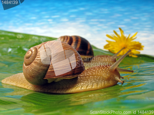 Image of two snails