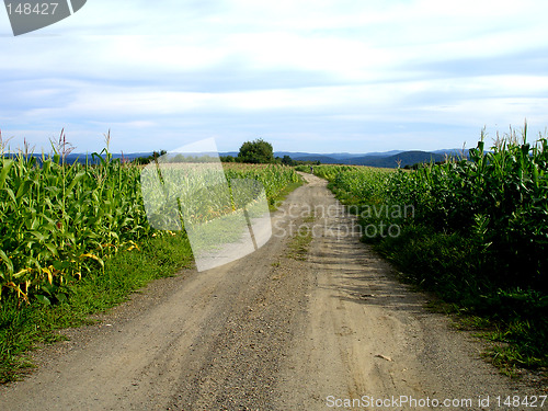 Image of corn 4