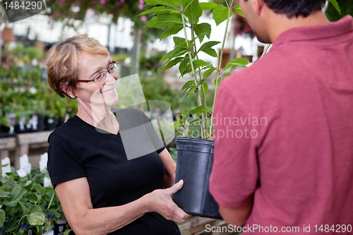 Image of Female buying potted plant