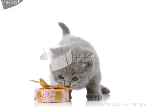 Image of kitten and gift box