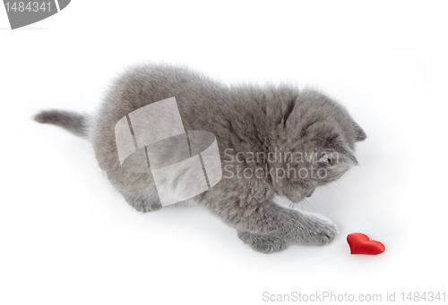 Image of kitten and red decorative heart