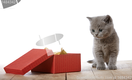 Image of kitten and gift box