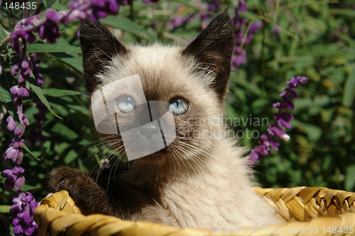 Image of the siamese kitten siting in basket