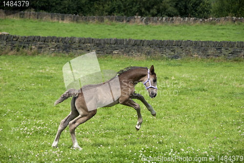 Image of Prancing Foal