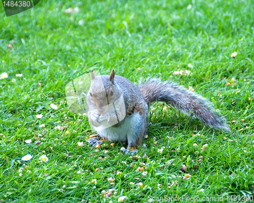 Image of Grey Squirrel