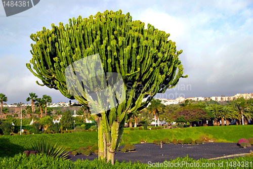 Image of Euphorbia Cactus