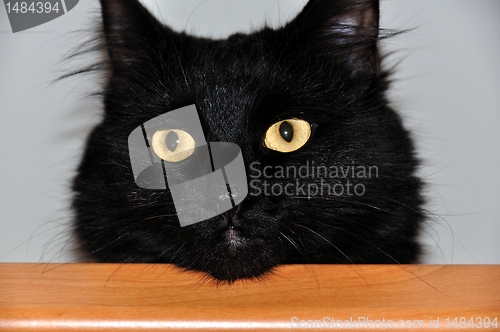Image of beautiful black cat