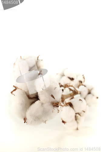 Image of Cotton