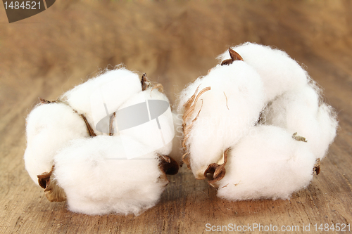 Image of Cotton