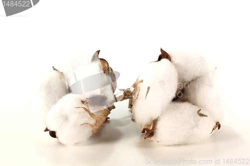 Image of Cotton