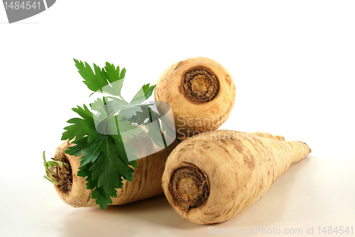 Image of bright Parsley root