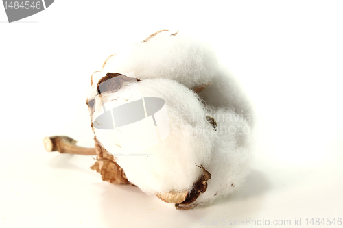 Image of Cotton