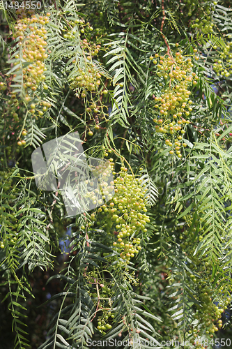 Image of young red pepper on the tree