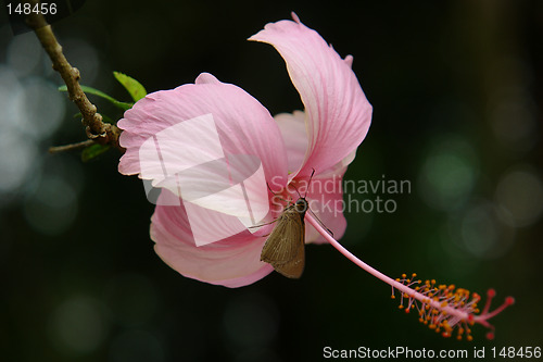 Image of the ecuadorian butterfly on the flower