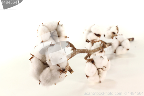 Image of Cotton