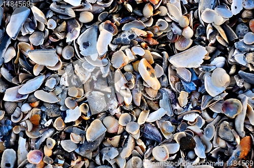 Image of many seashells