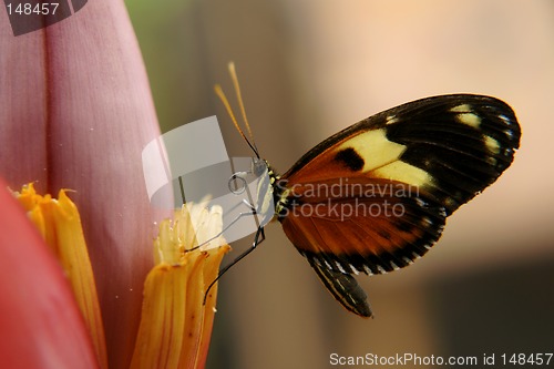 Image of the ecuadorian butterfly sitting on the banana flower