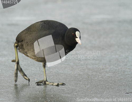 Image of Common Coot on the ice.