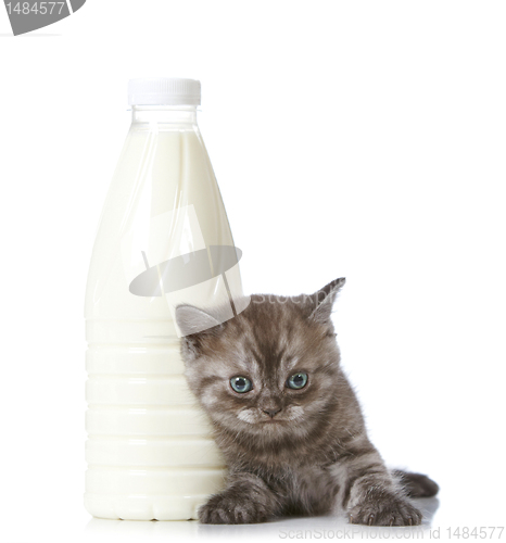 Image of kitten and milk bottle