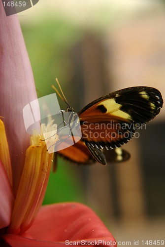 Image of the ecuadorian butterfly sitting on the banana flower