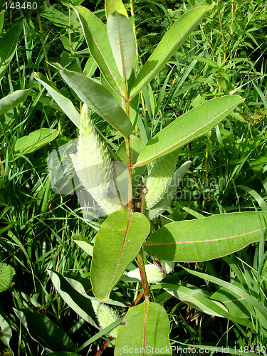 Image of green plant 4