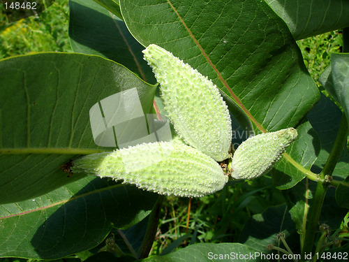 Image of green plant