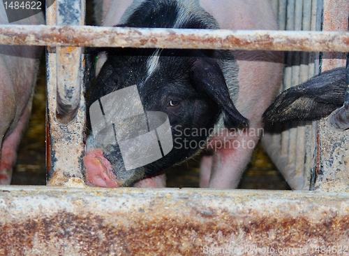 Image of Pig breeding