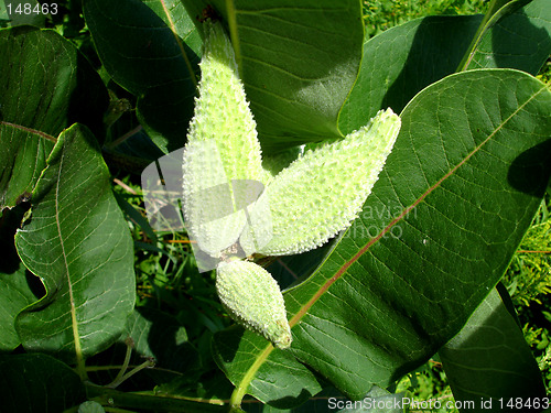 Image of green plant 2