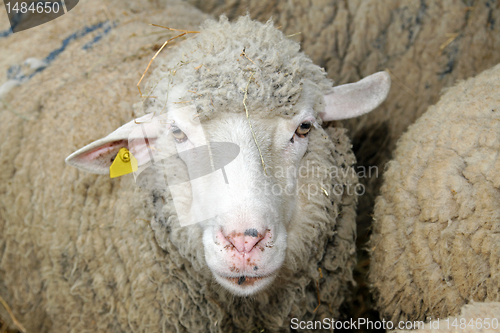 Image of Sheep head