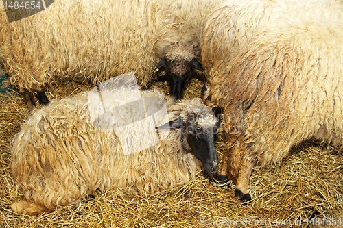 Image of Sheeps